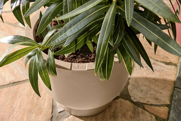 amber coupe 35cm greige